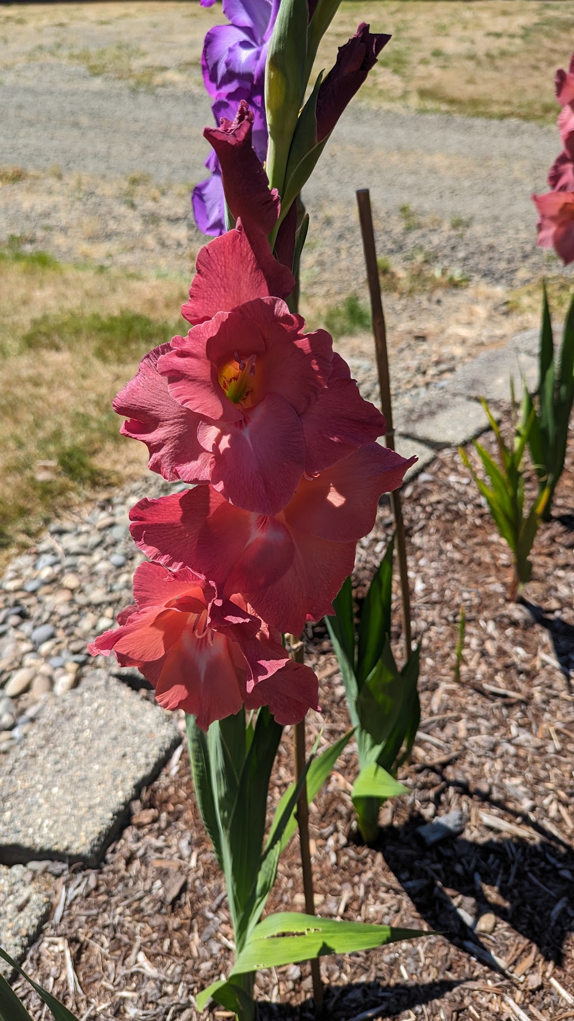 Satsop Bulb Farm