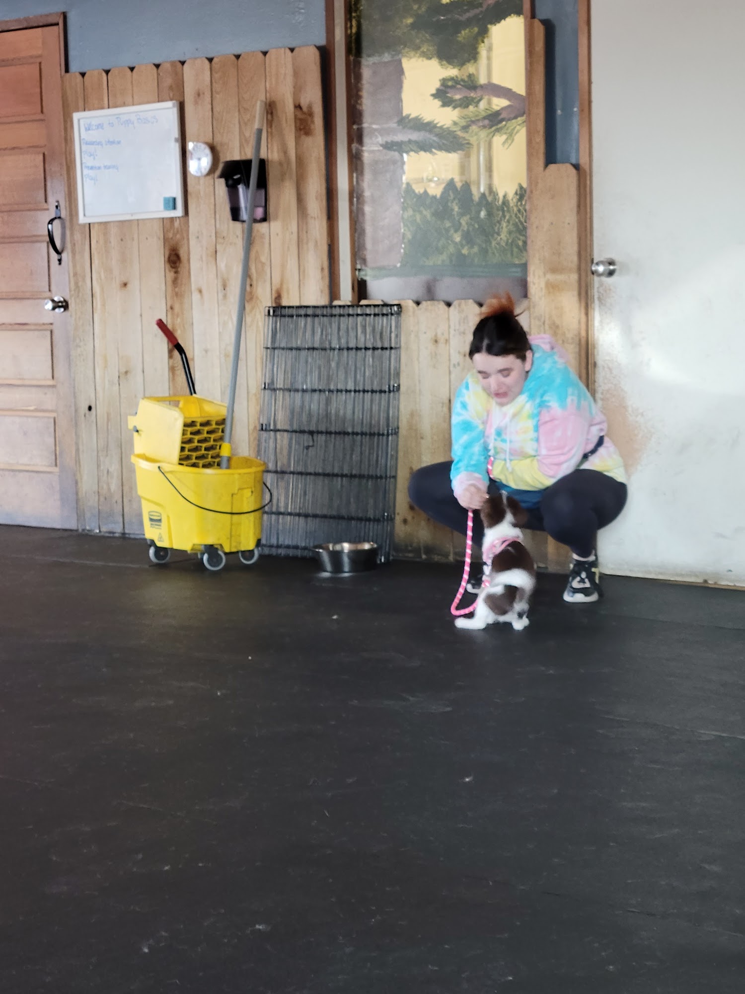 The Dog Spot Everett