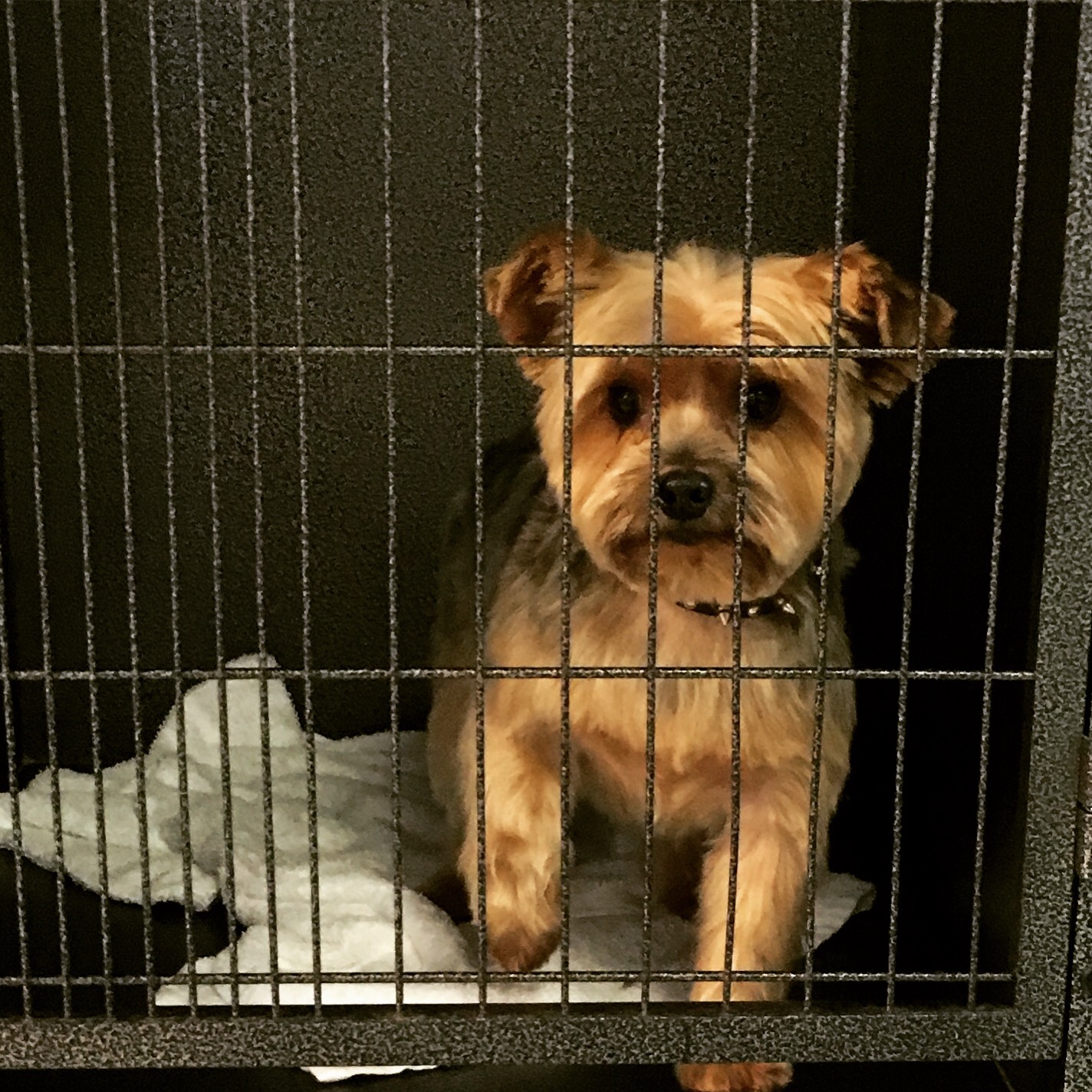Nina's Pet Salon Federal Way