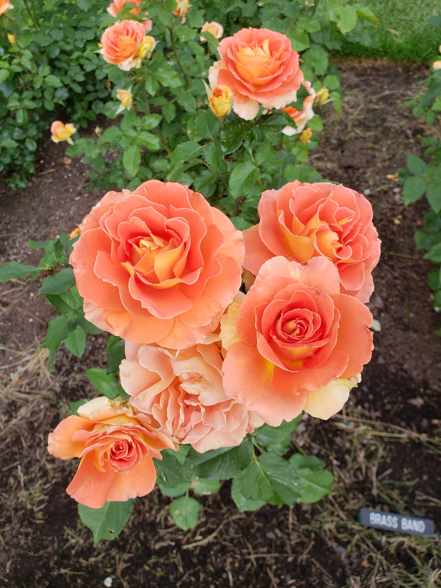 Raft Island Roses