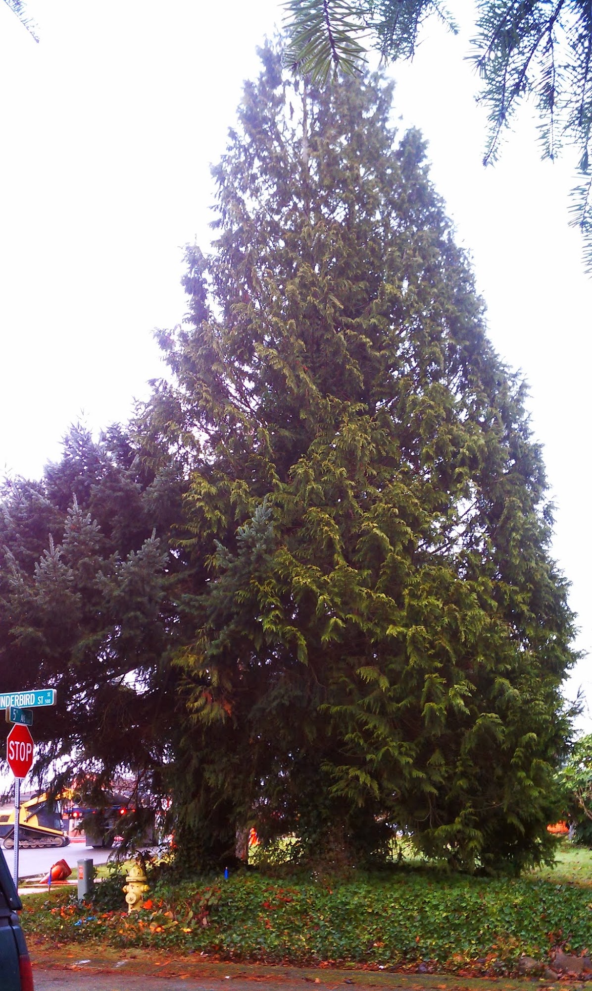 Top Notch Tree Service 14111 234th St E, Graham Washington 98338