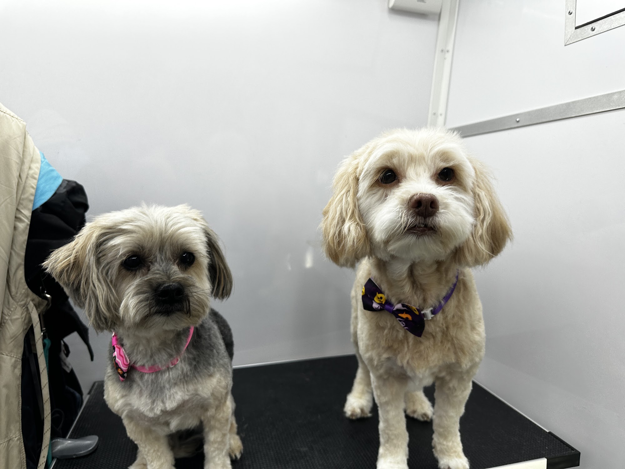The Little Dog Salon Mobile Dog Grooming and Skin Care