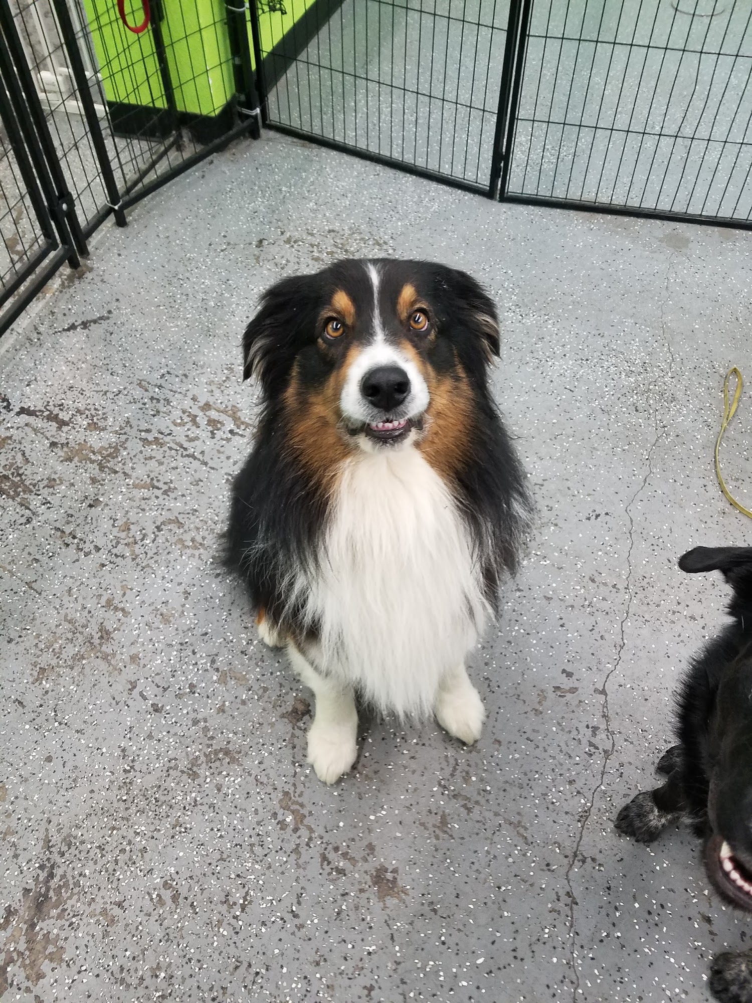 The DogHouse Kennewick