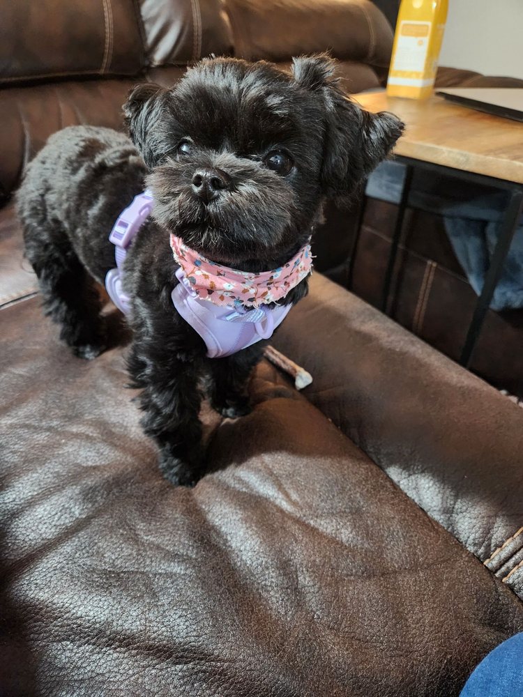 Grateful Dogs LLC Grooming Lacey