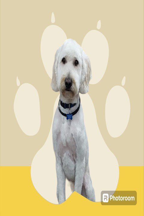 Always Pawsabilities Grooming Lacey