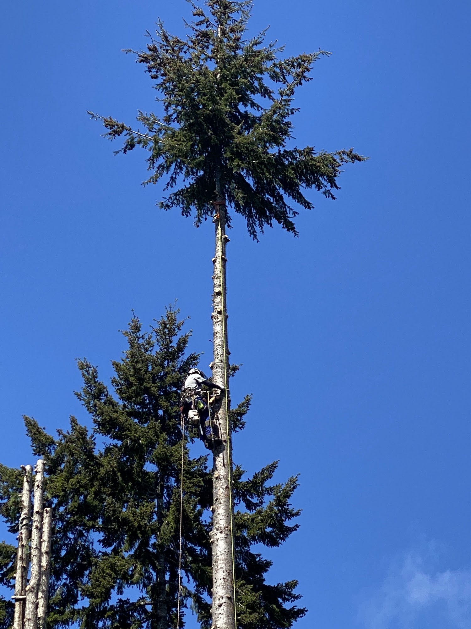 Axia Tree Service | Arborist in Lakebay and Gig Harbor, Washington 1617 190th Ave NW, Lakebay Washington 98349