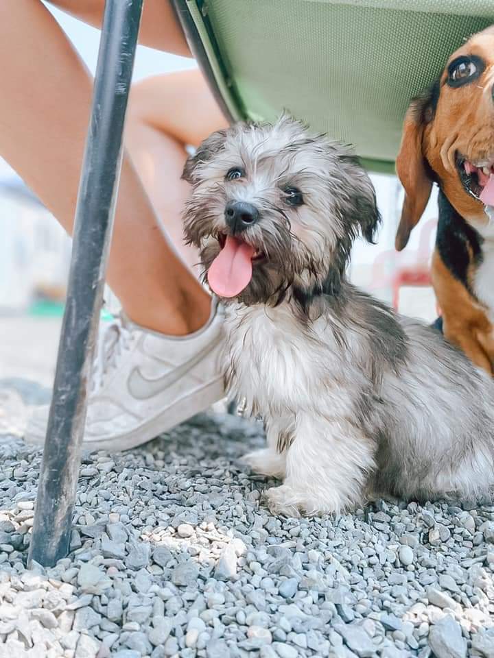 Tail Waggin' Adventures Pullman