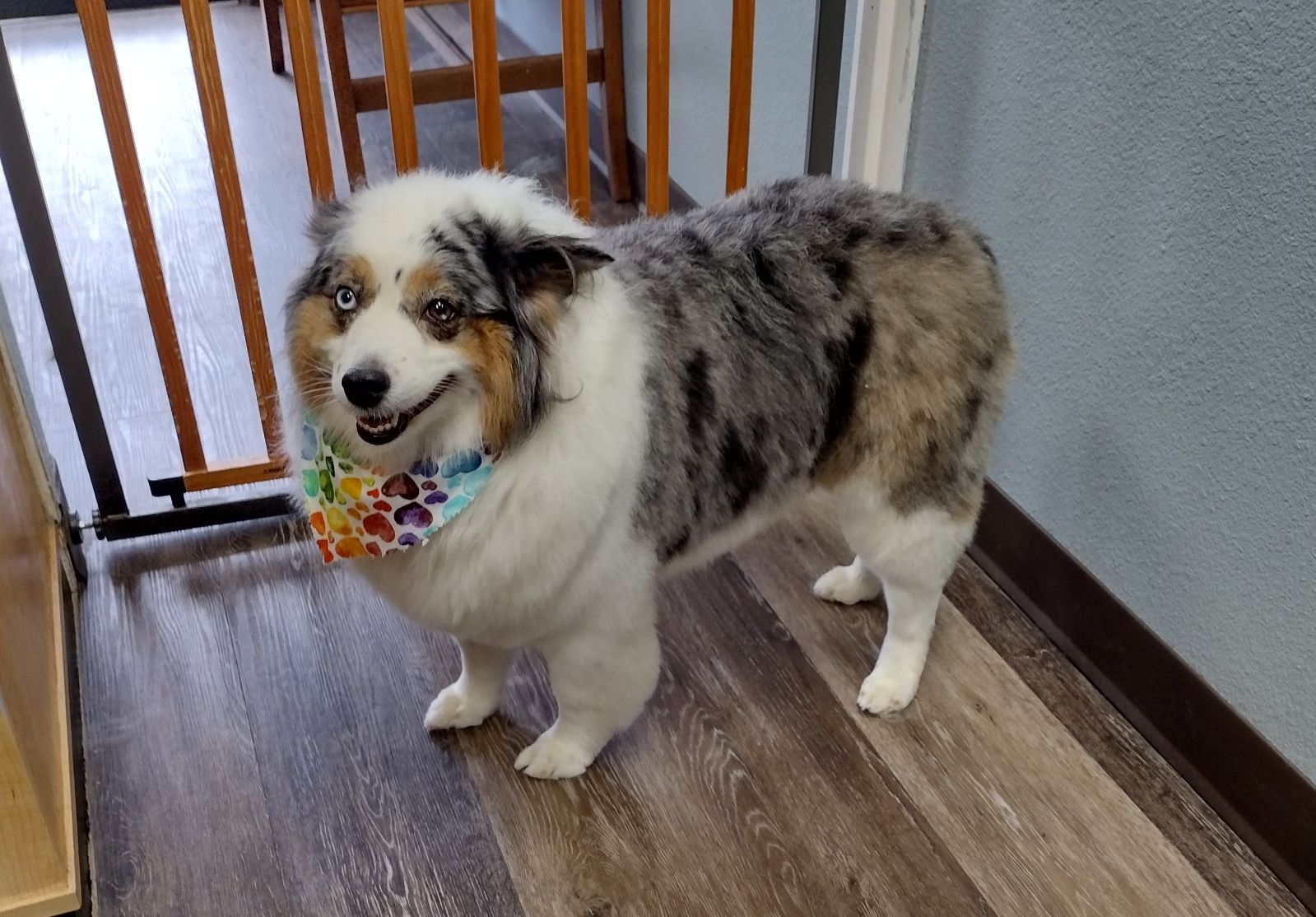 Charisma Dog Grooming