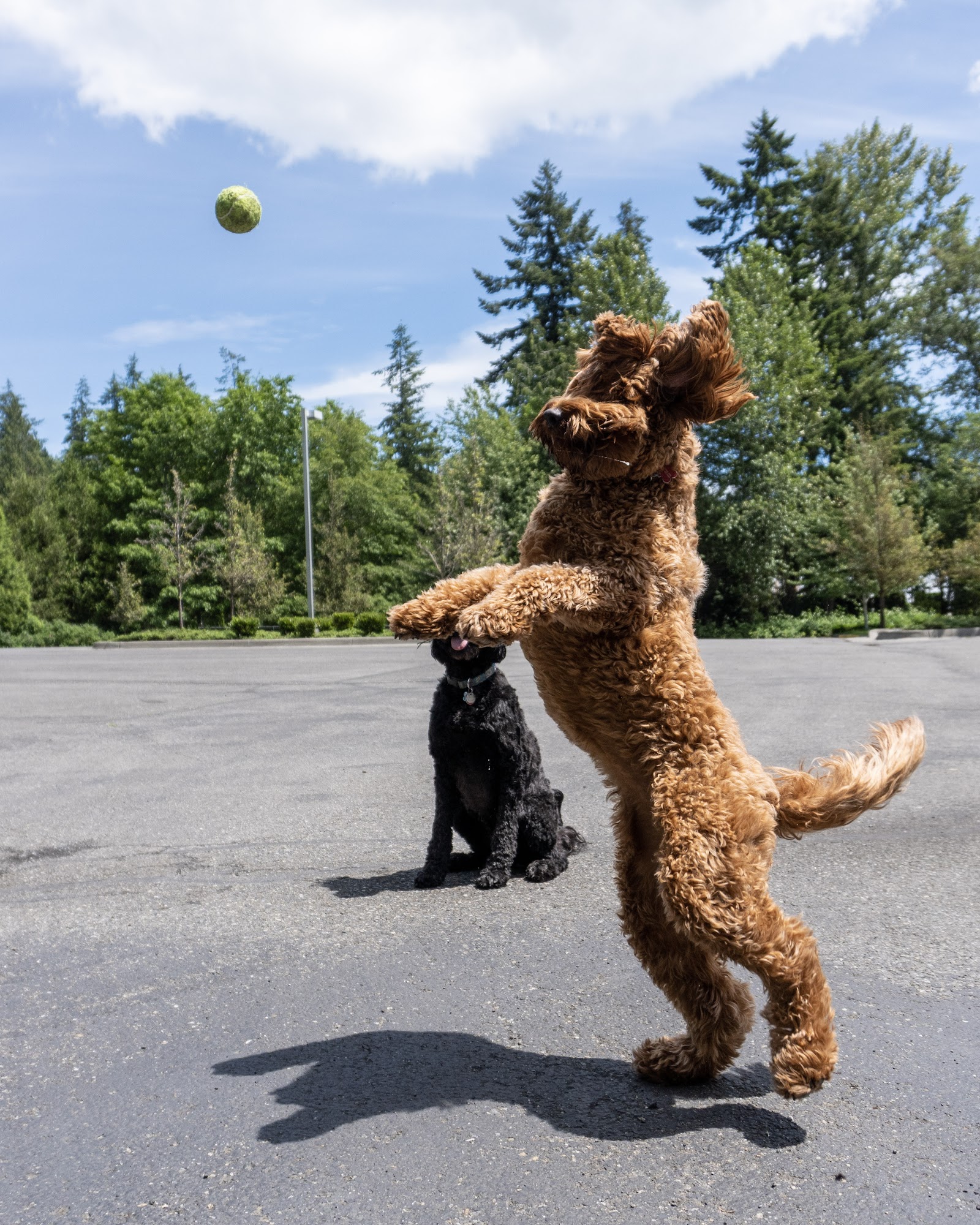 Immediate Relief Pet Services Redmond