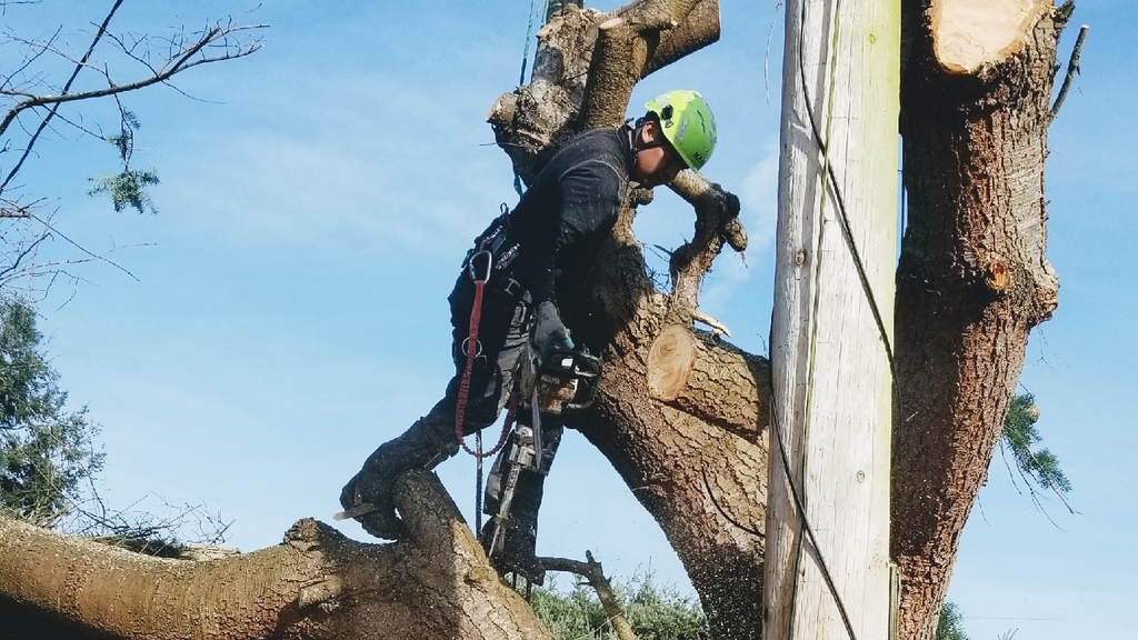 AA Tree Service Inc