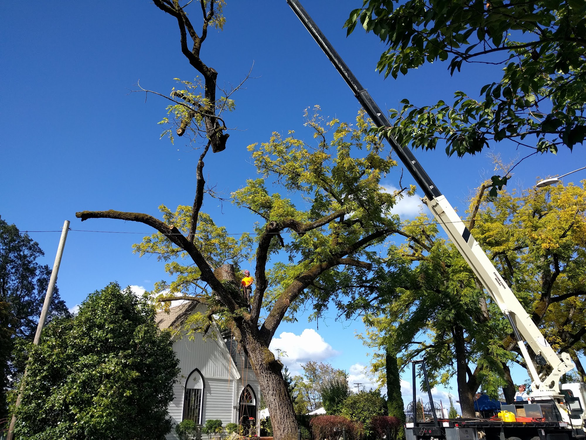 New Day Arborist 1415 NE 199th St, Ridgefield Washington 98642