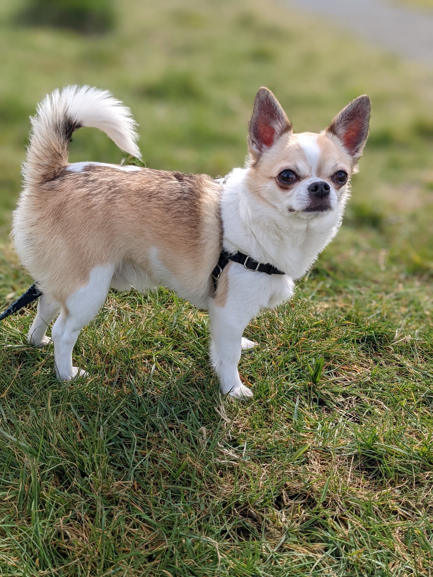 Maple Leaf Veterinary Care Center