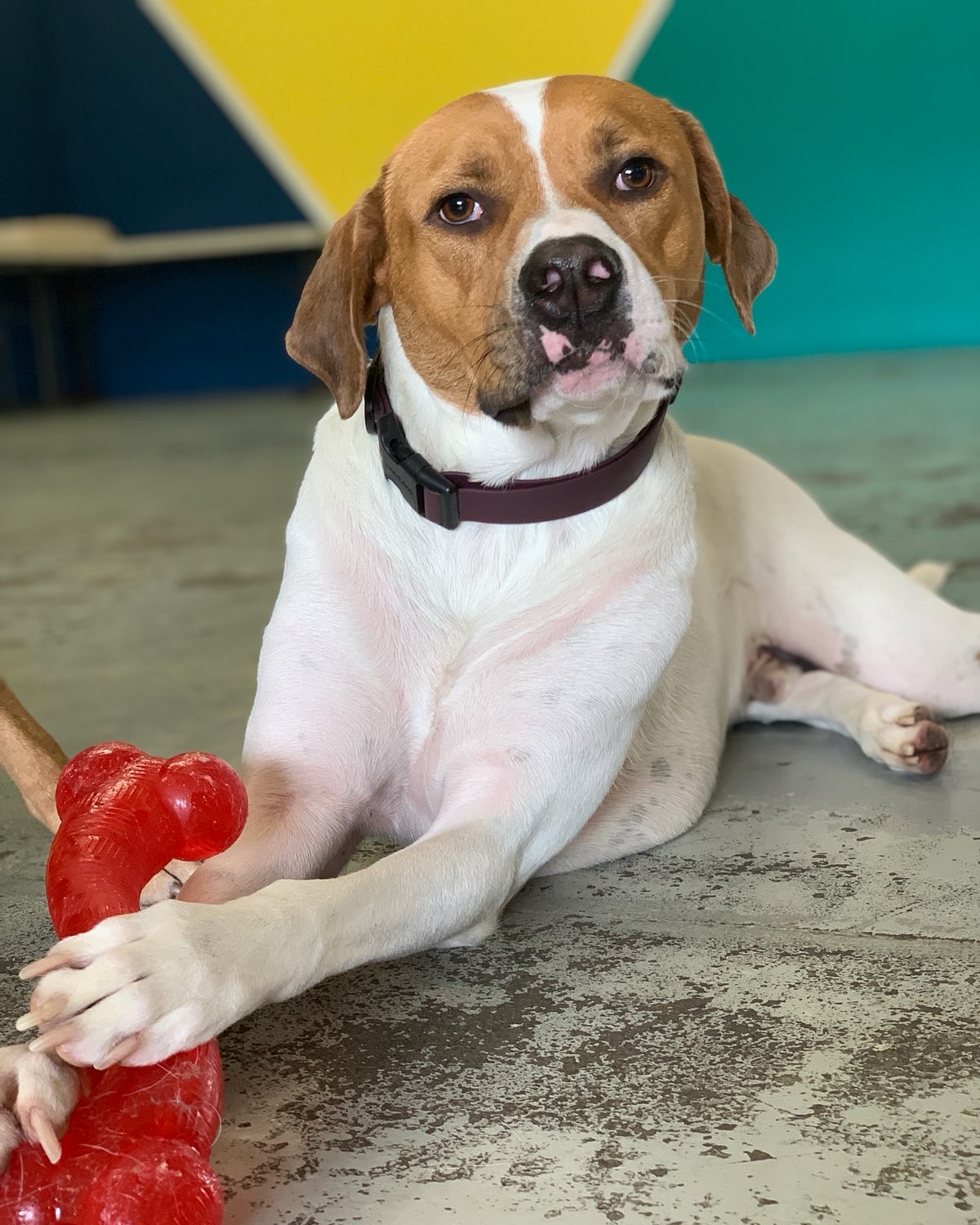 Tails of the City~Dog and Puppy Daycare