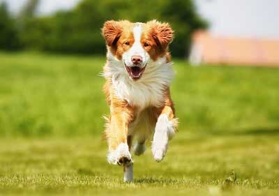 (Canine Behavior Center, Inc) Obedience Class in Seattle