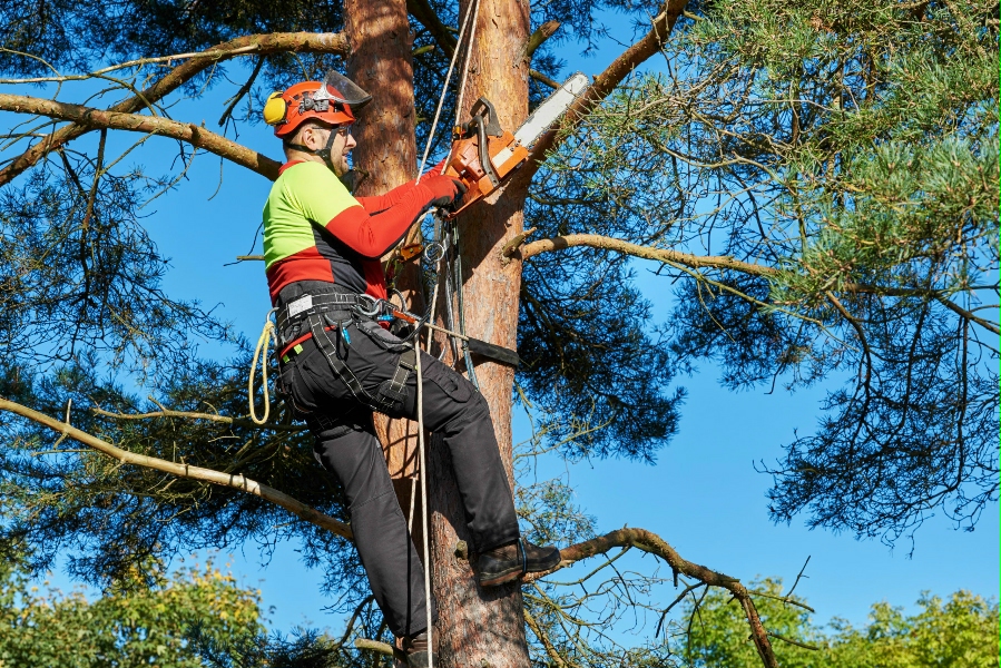 Seattle Tree Service Experts