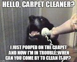 Olympic Care Carpet Cleaning