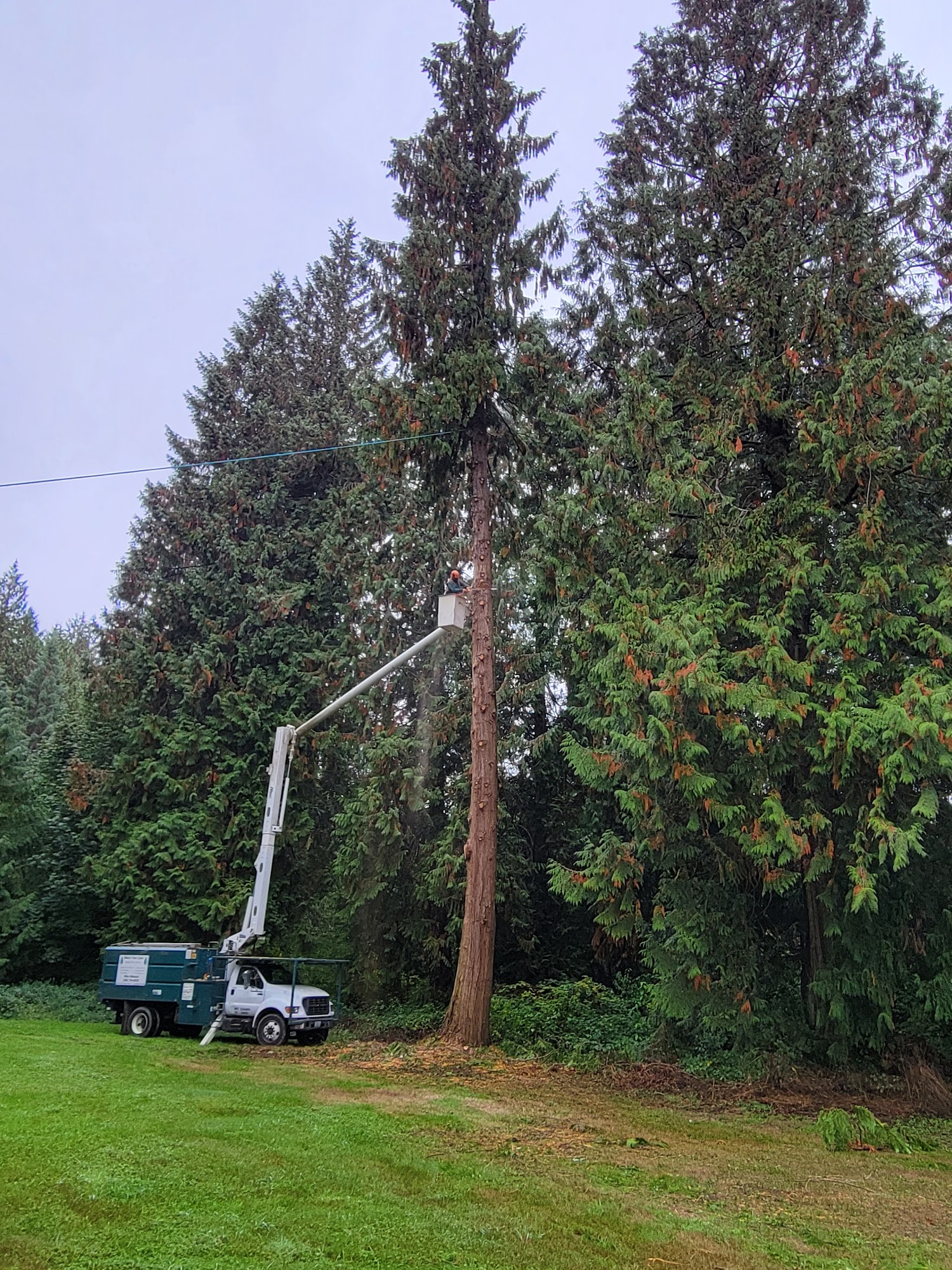 Mike's Tree Care Inc