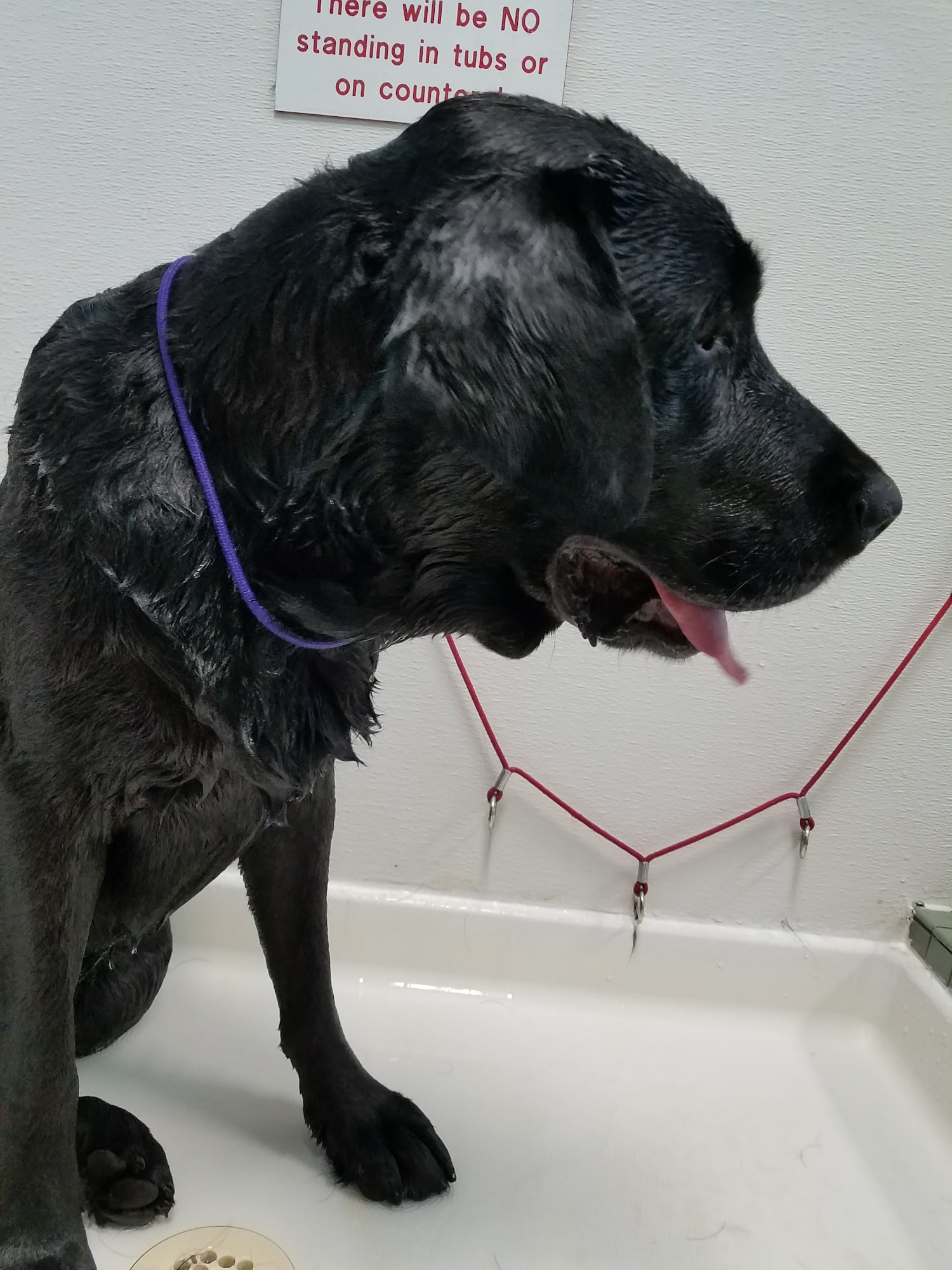 Julia's Jungle Dog & Cat Board Spokane Valley