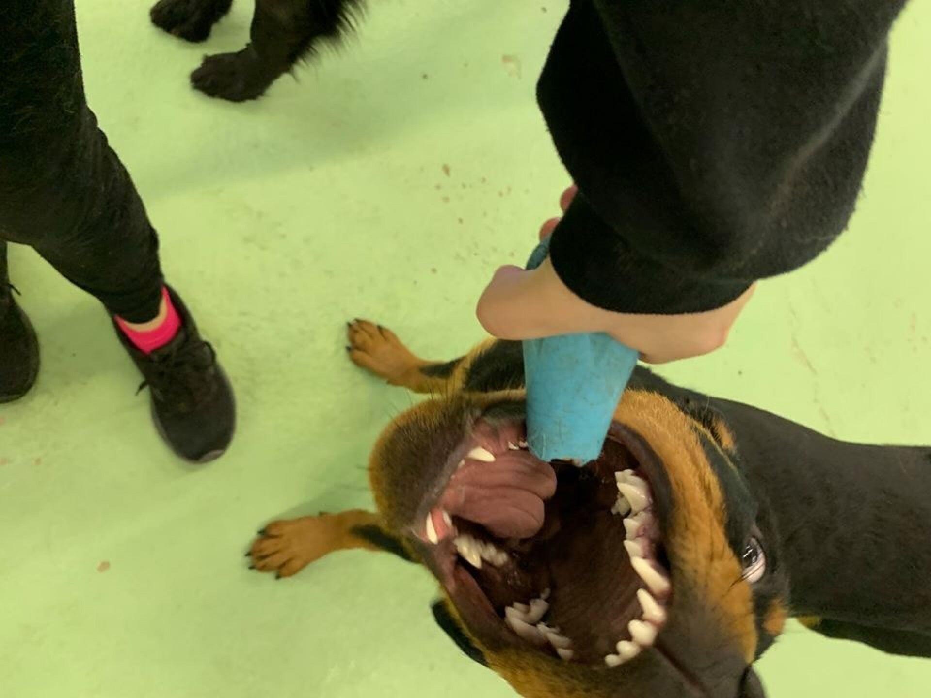 Doggyland Daycare & Boarding Spokane Valley