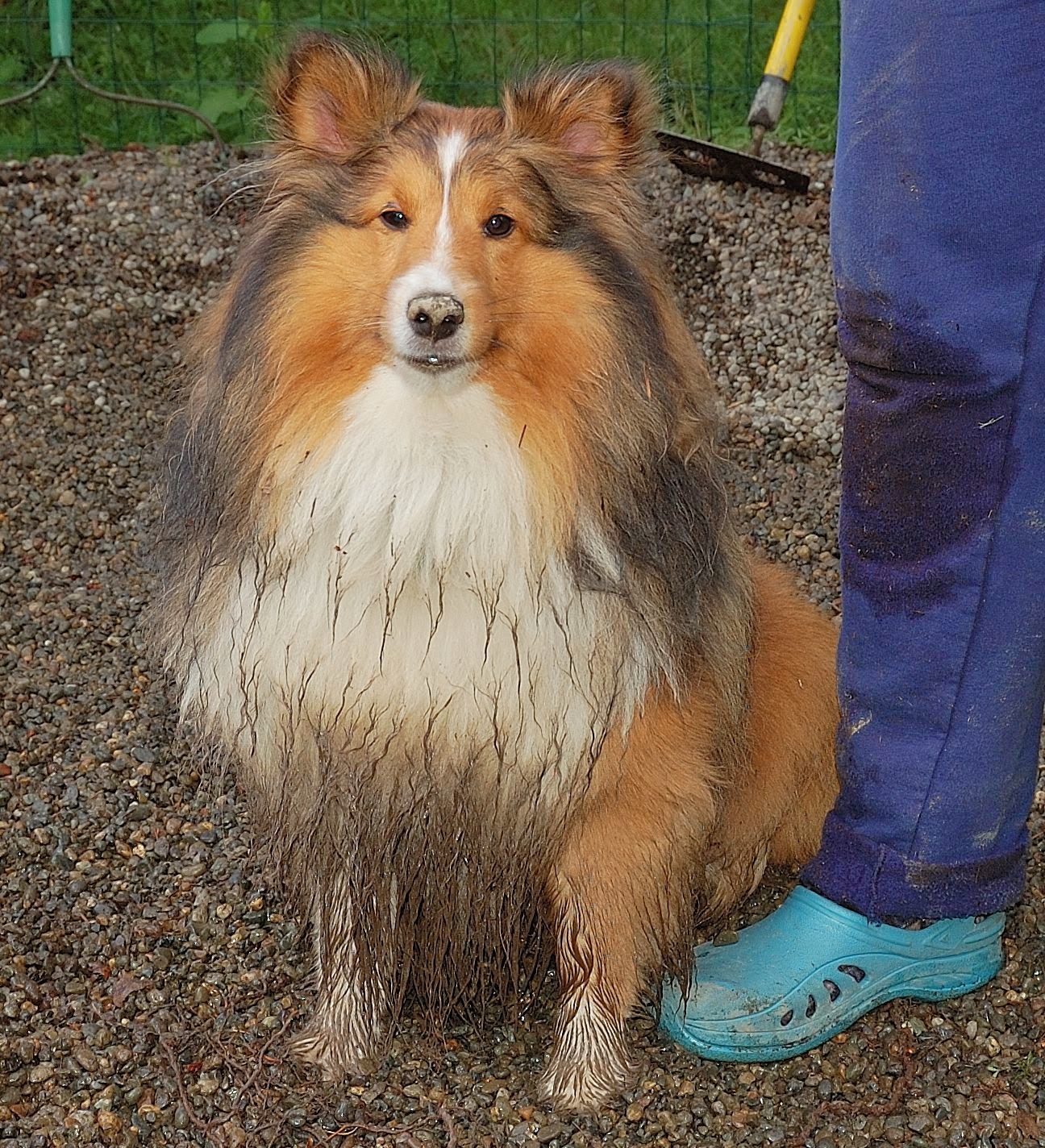 The Bath House Pet Salon Tacoma