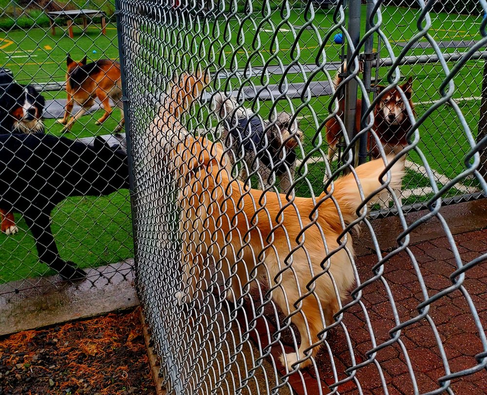 Dawg Tired Play Days Tacoma