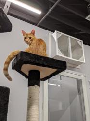 Tiny's Place Luxury Cat Boarding LTD