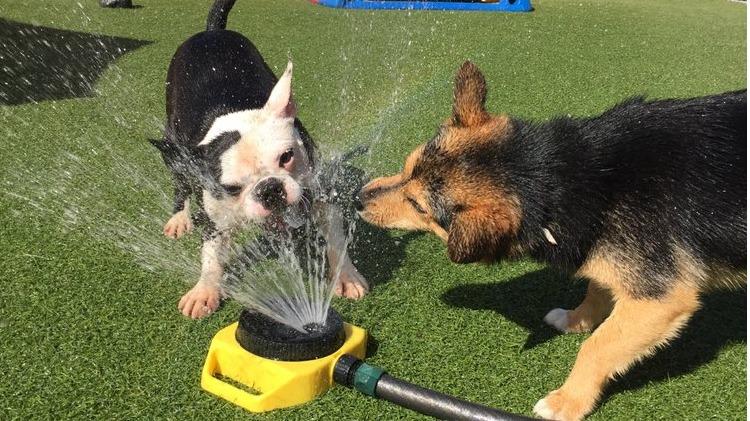 A Dog's Best Friend Doggy Day Care- West