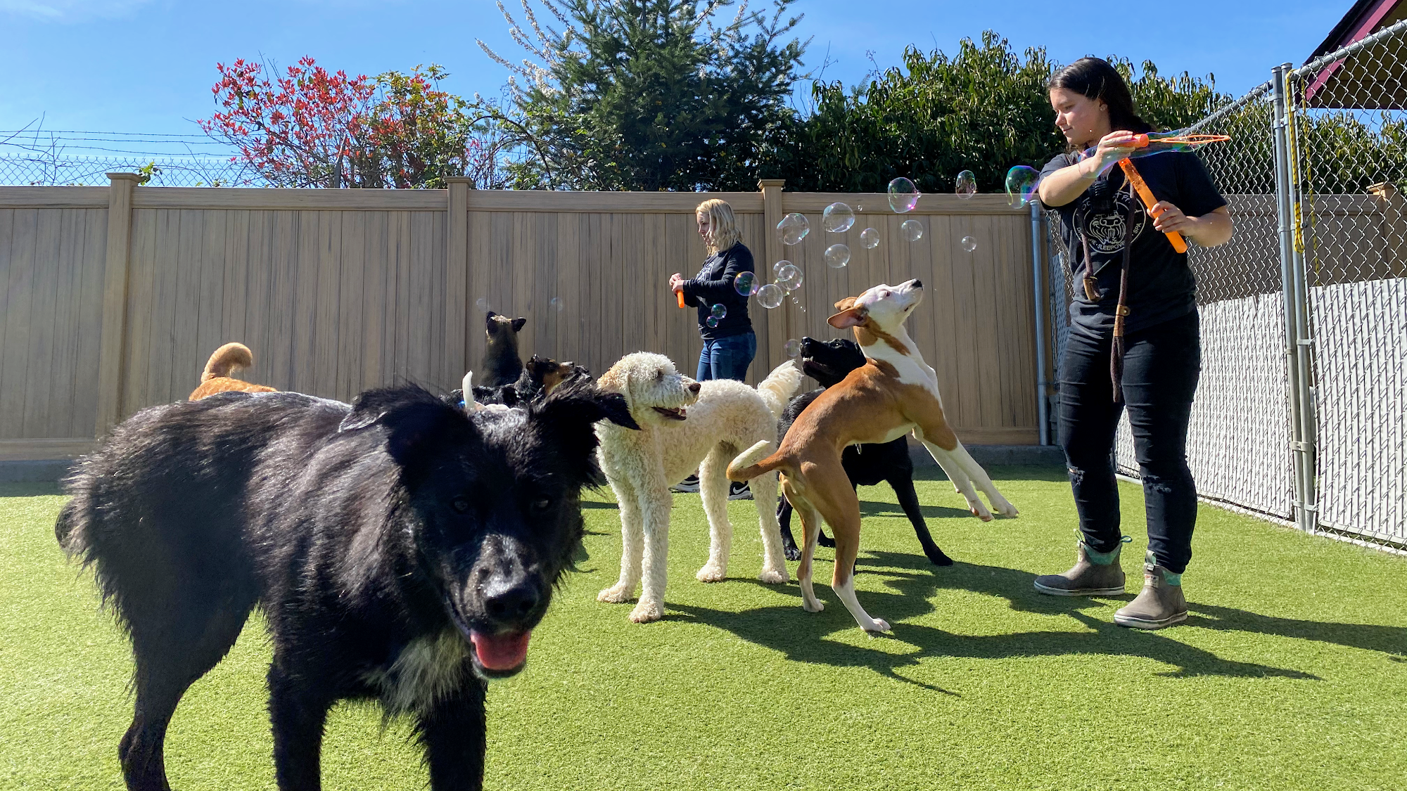 A Dog’s Best Friend Doggy Daycare & Training