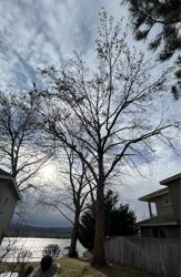 Supreme tree service