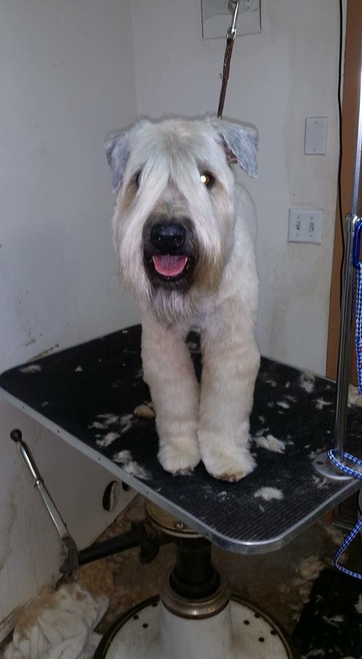 Airport west animal clinic that groomer guy Yakima