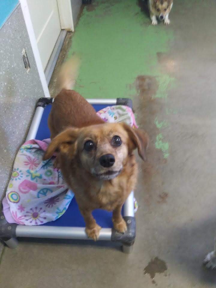 Little Paws Pet Resort Inc Yakima