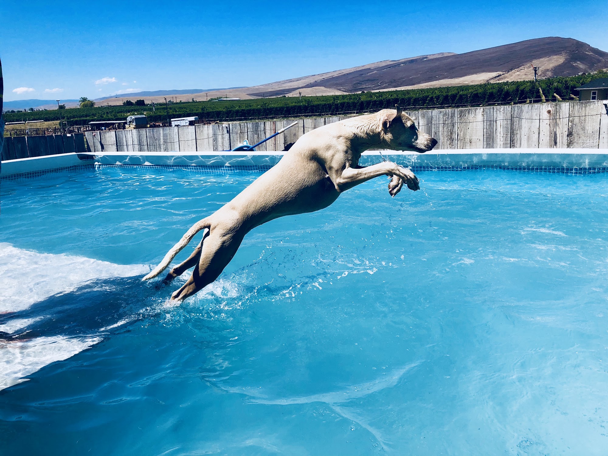 Pomona Pet Services Yakima