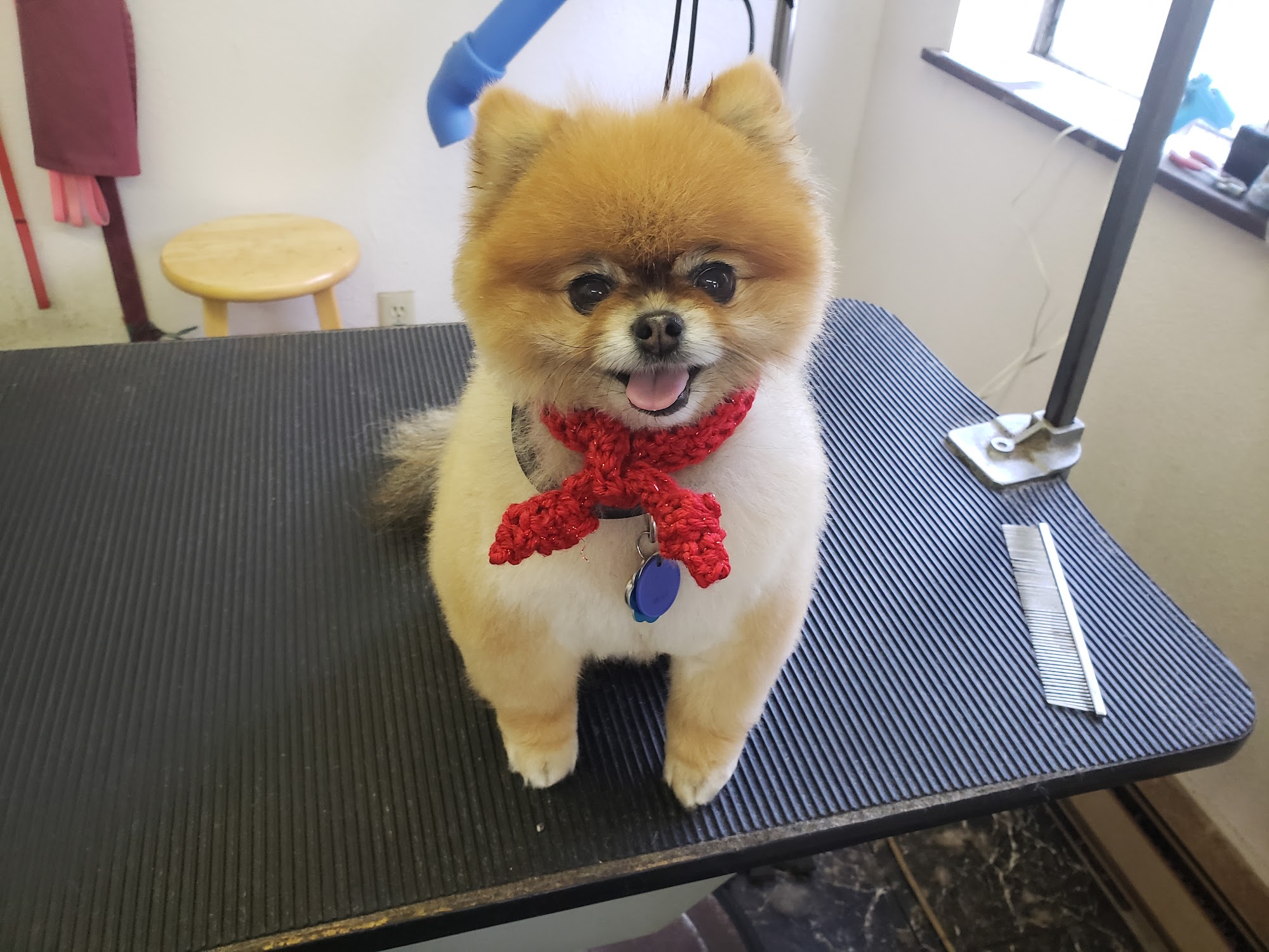 Four Paws Pet Grooming