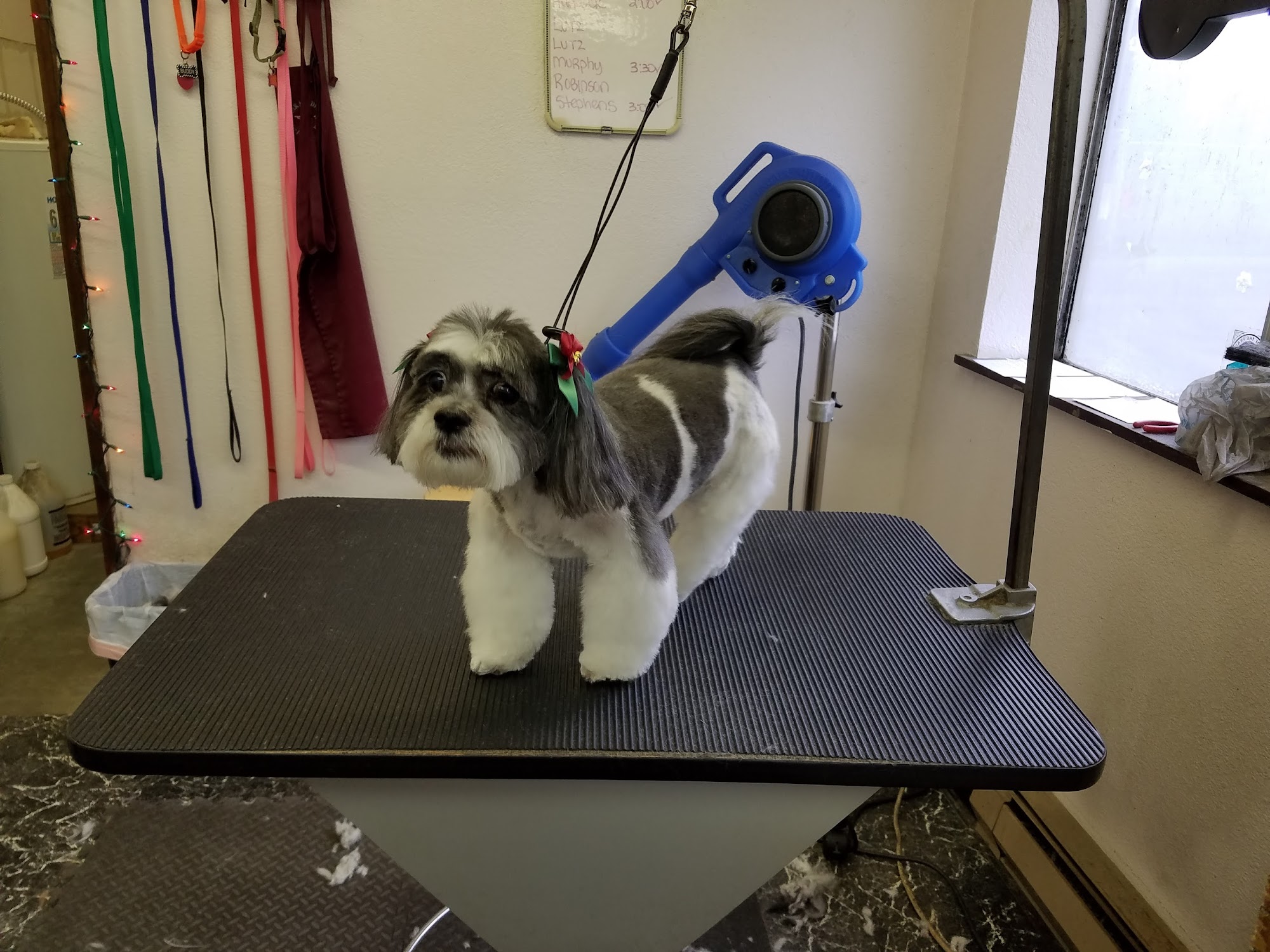 Four Paws Pet Grooming