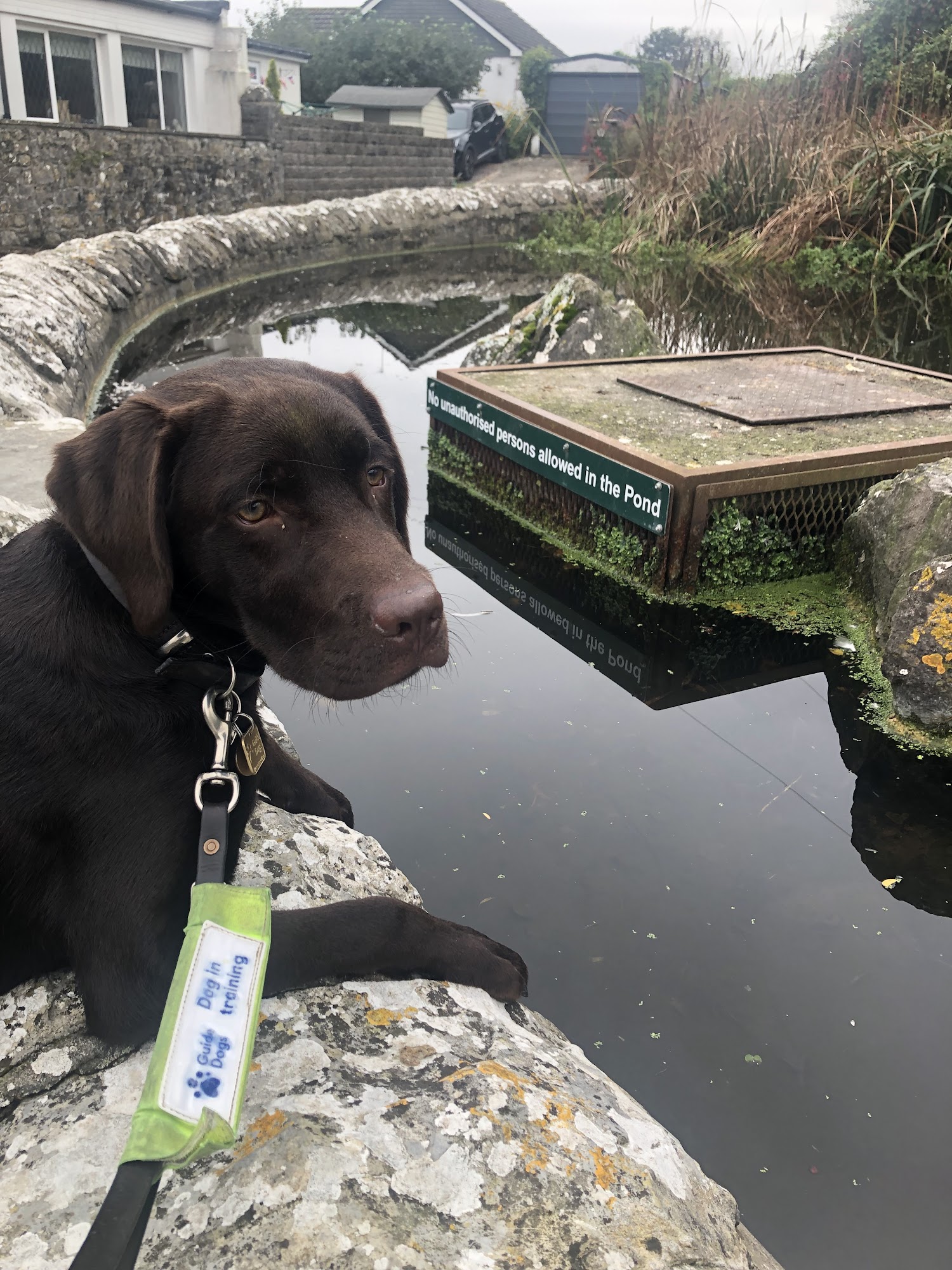The Guide Dogs For The Blind Association