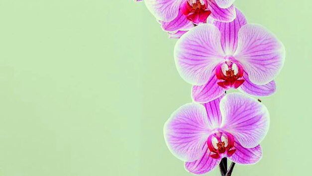 Orchid Beauty Home