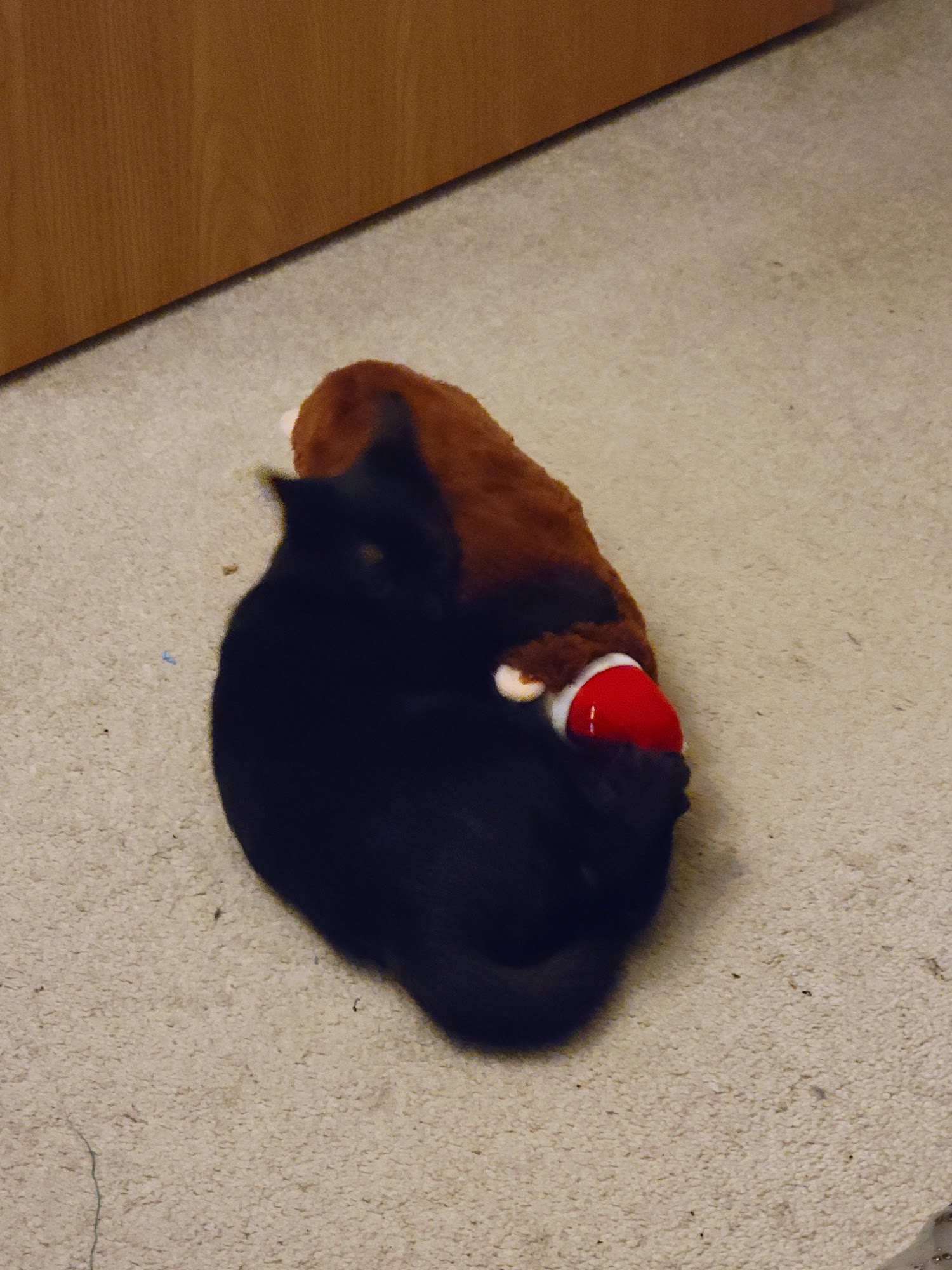 Fox Valley Humane Association Appleton