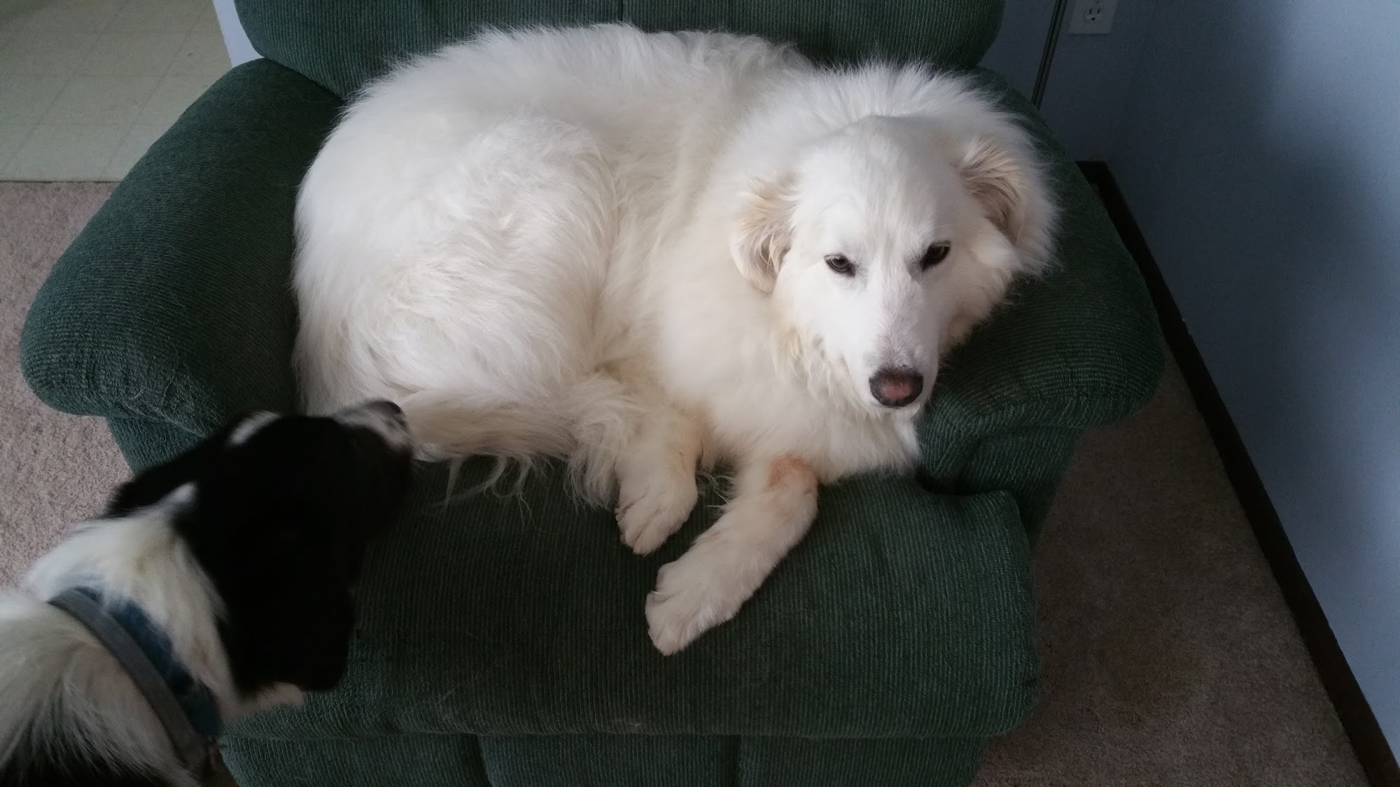 Styl'n Companions Pet Spa LLC Brookfield