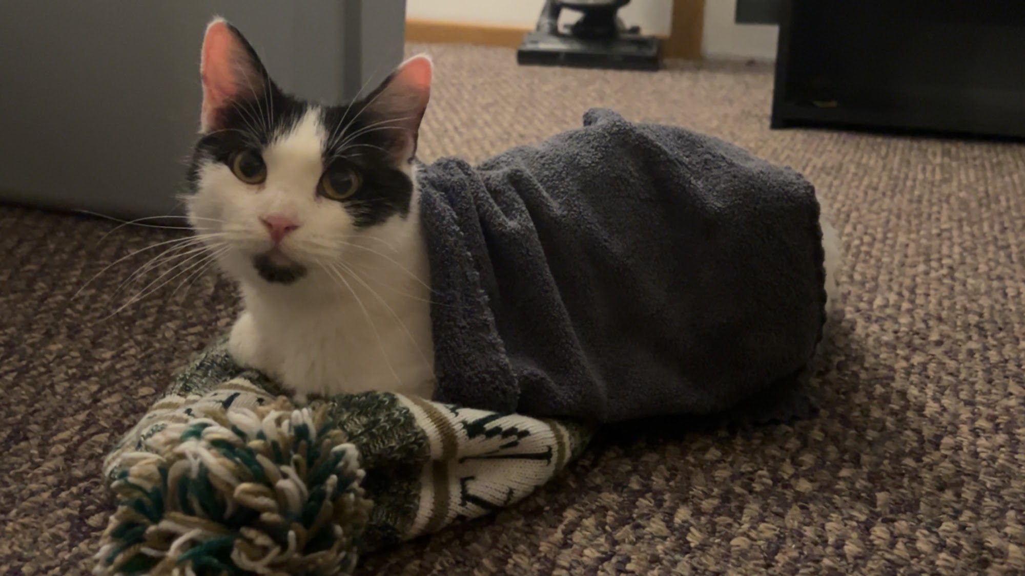 Elmbrook Humane Society Brookfield