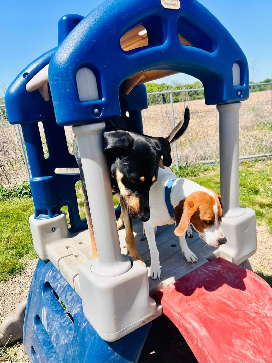 Running Acres Doggy Daycare and Boarding W9122 London Rd, Cambridge Wisconsin 53523