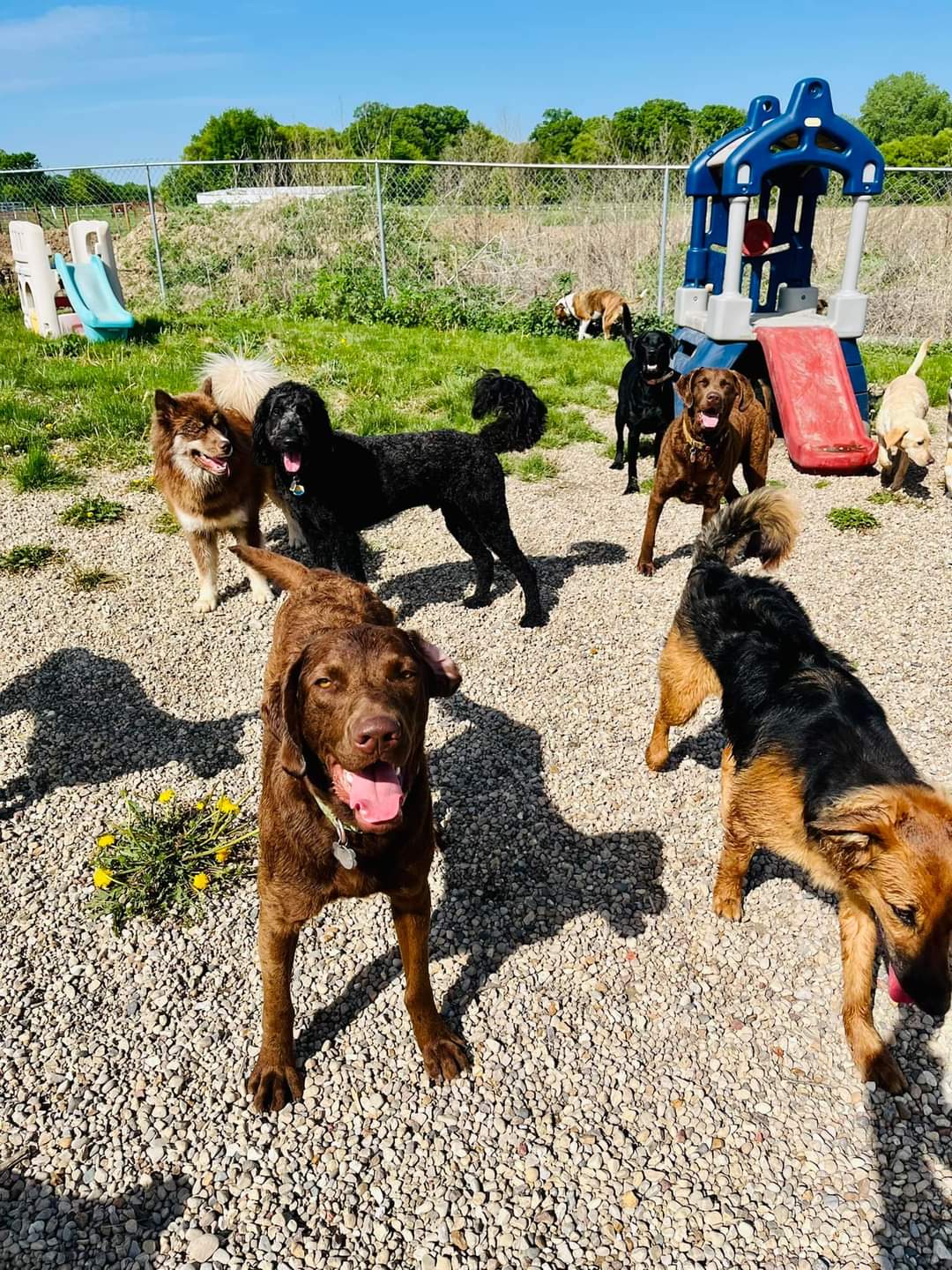 Running Acres Doggy Daycare and Boarding