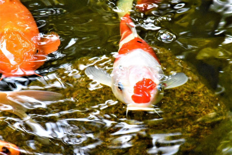 Photo credit: 