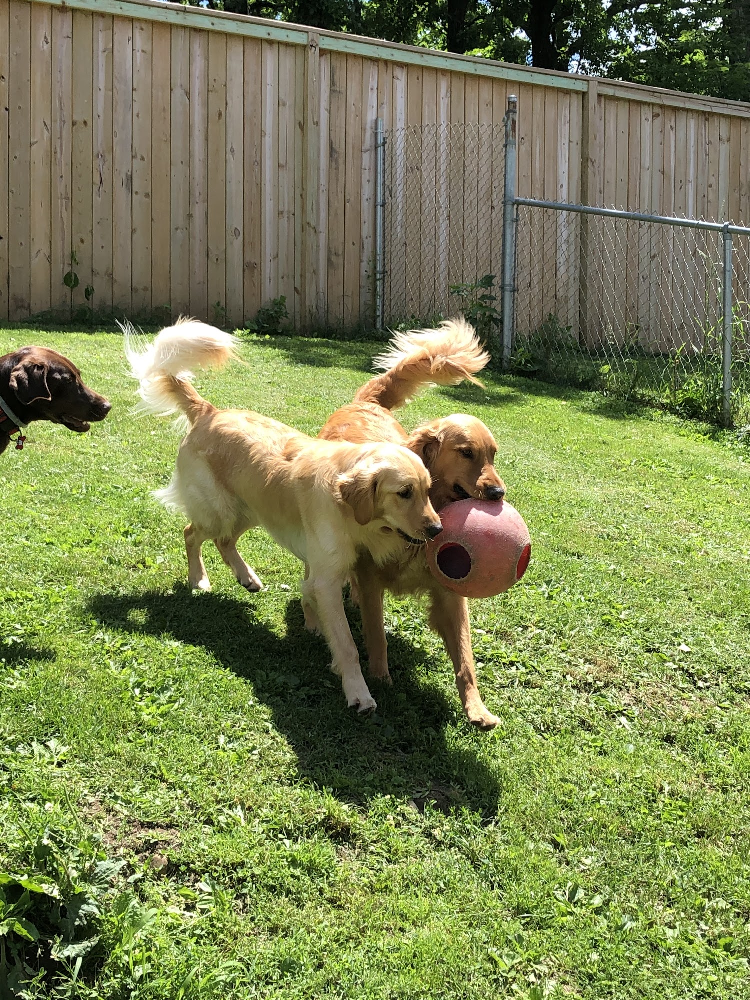 Cherokee Kennels