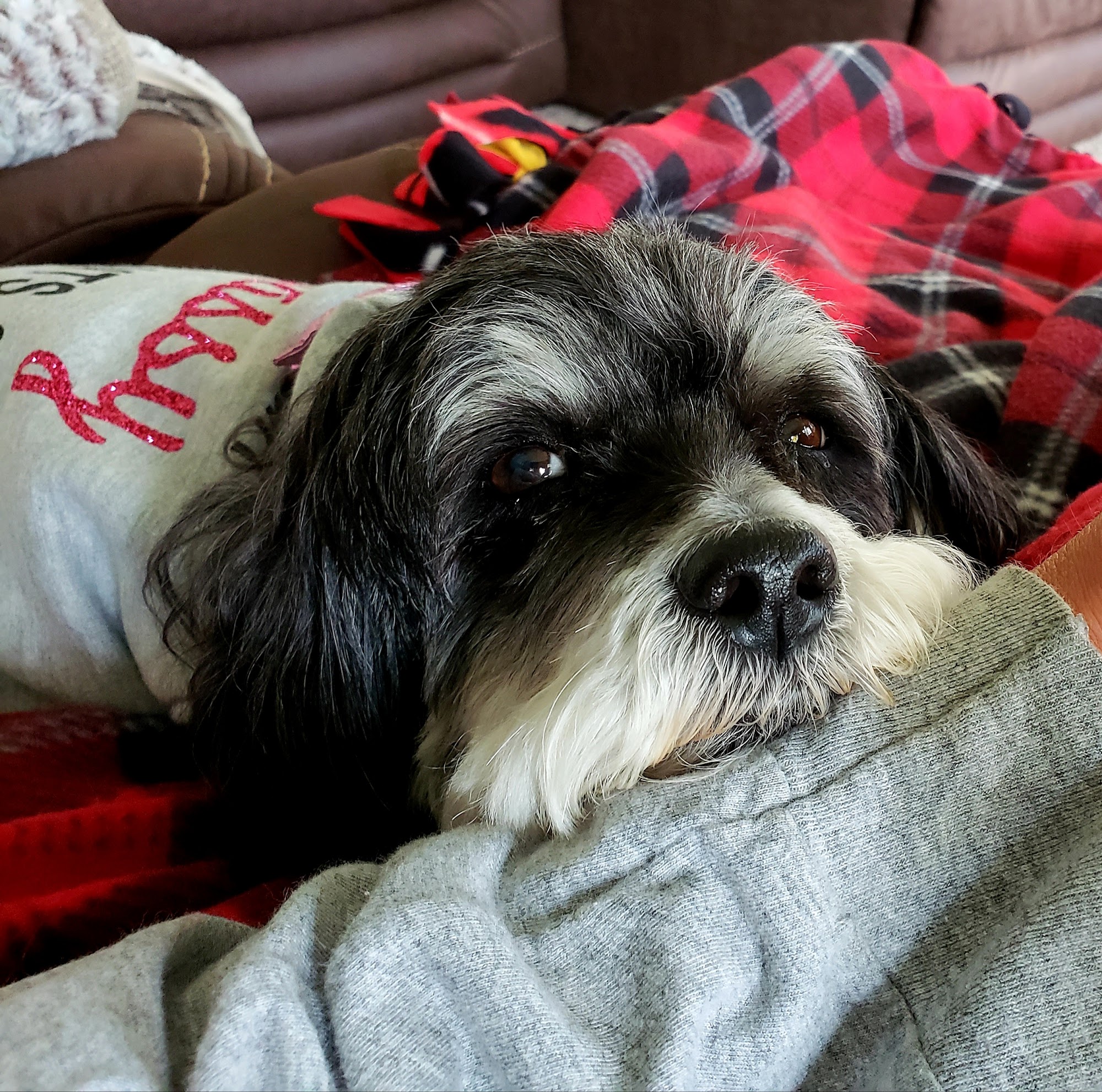 Barking Lounge Pet Salon Fond Du Lac