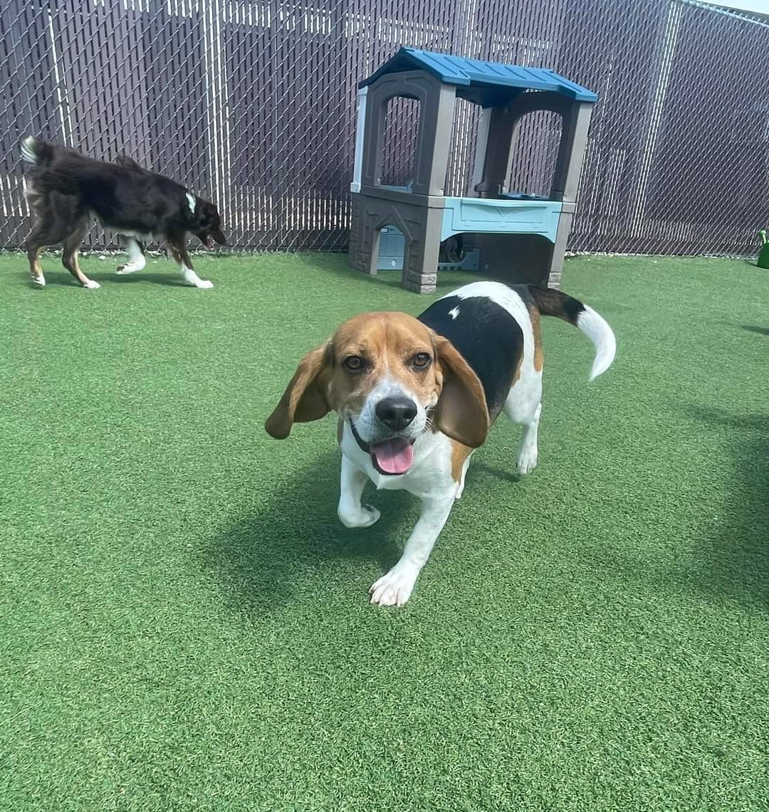 Cedar Dale Pet Resort