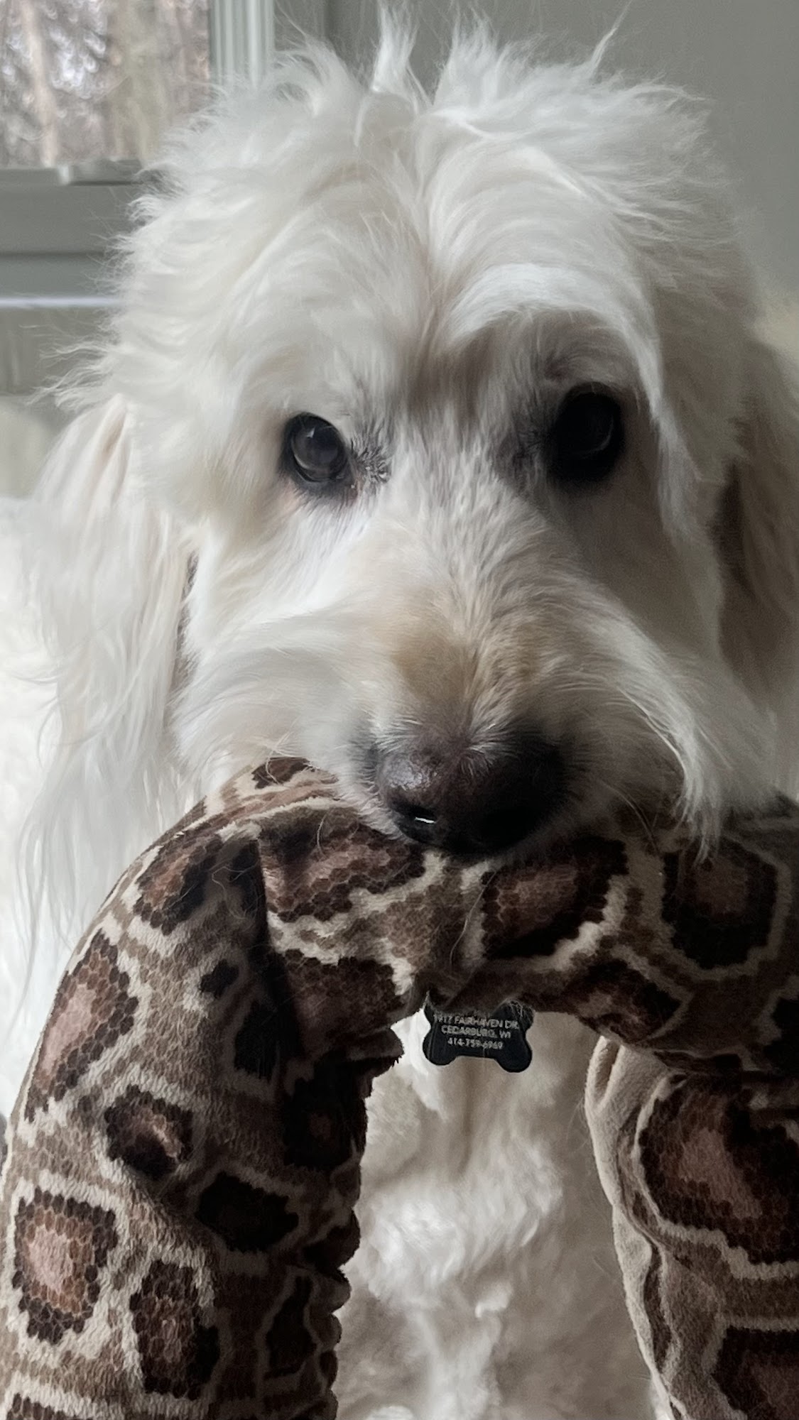 Pet Grooming By Honor Grafton