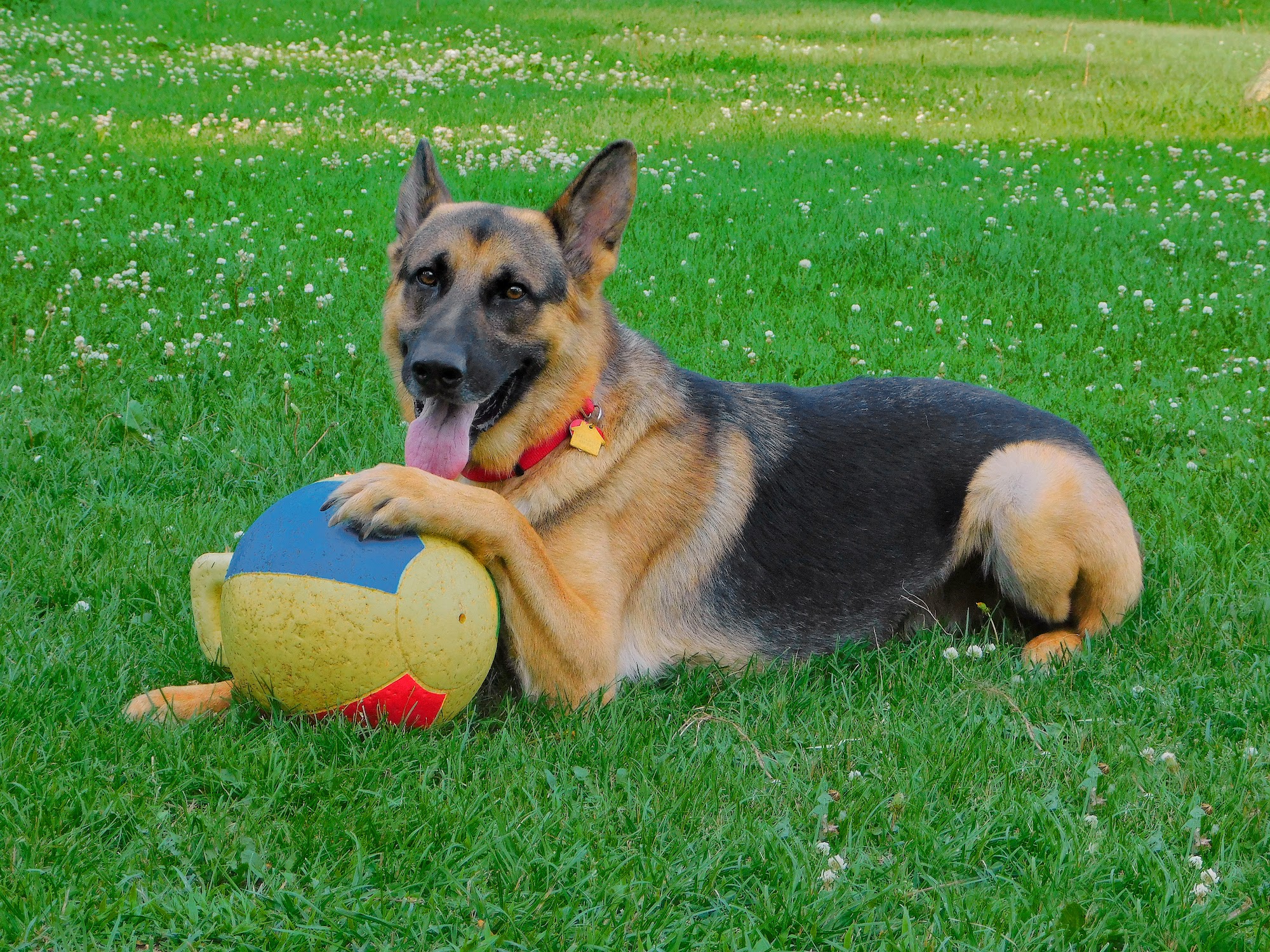 Liberty Canine Resort & Spa LLC Green Bay