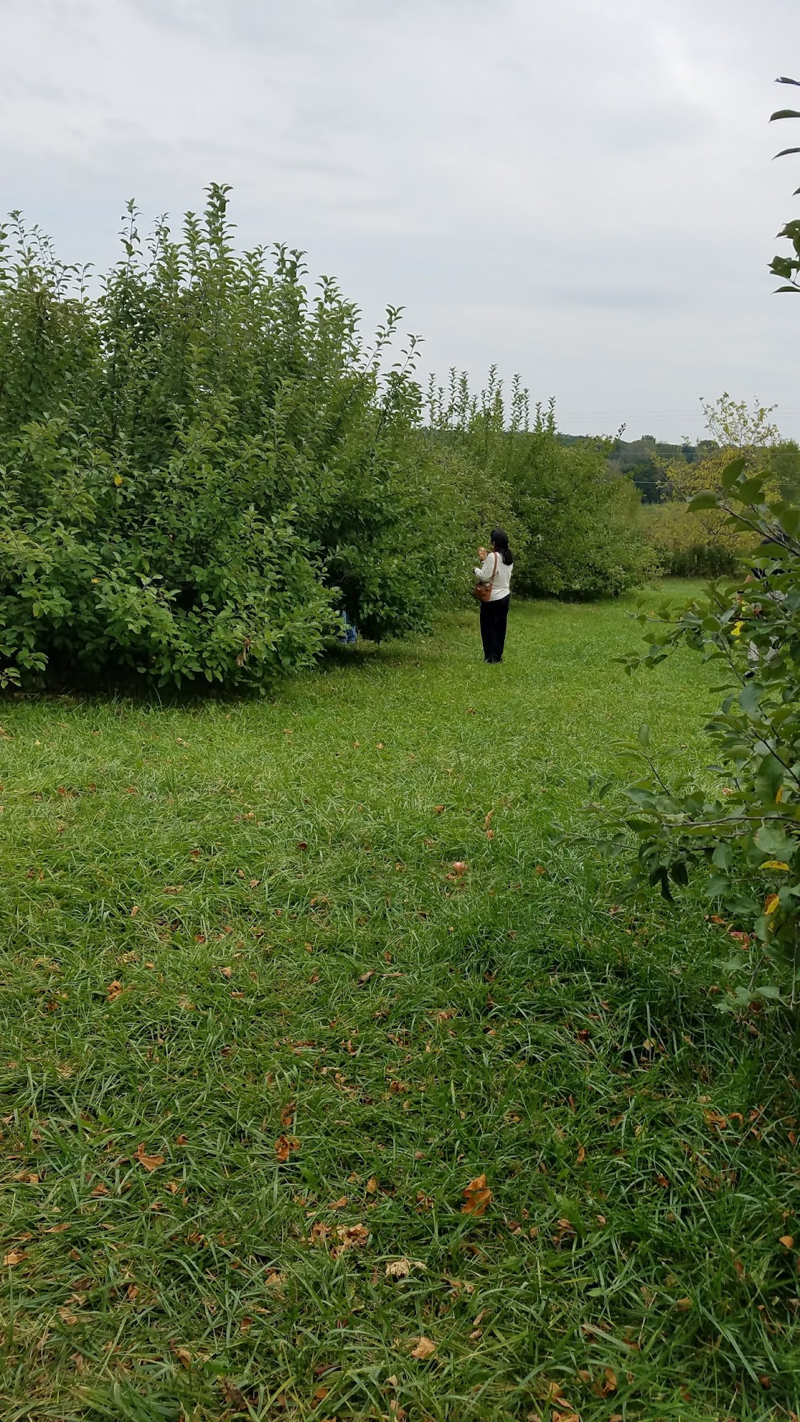 Oneida Nation Apple Orchard