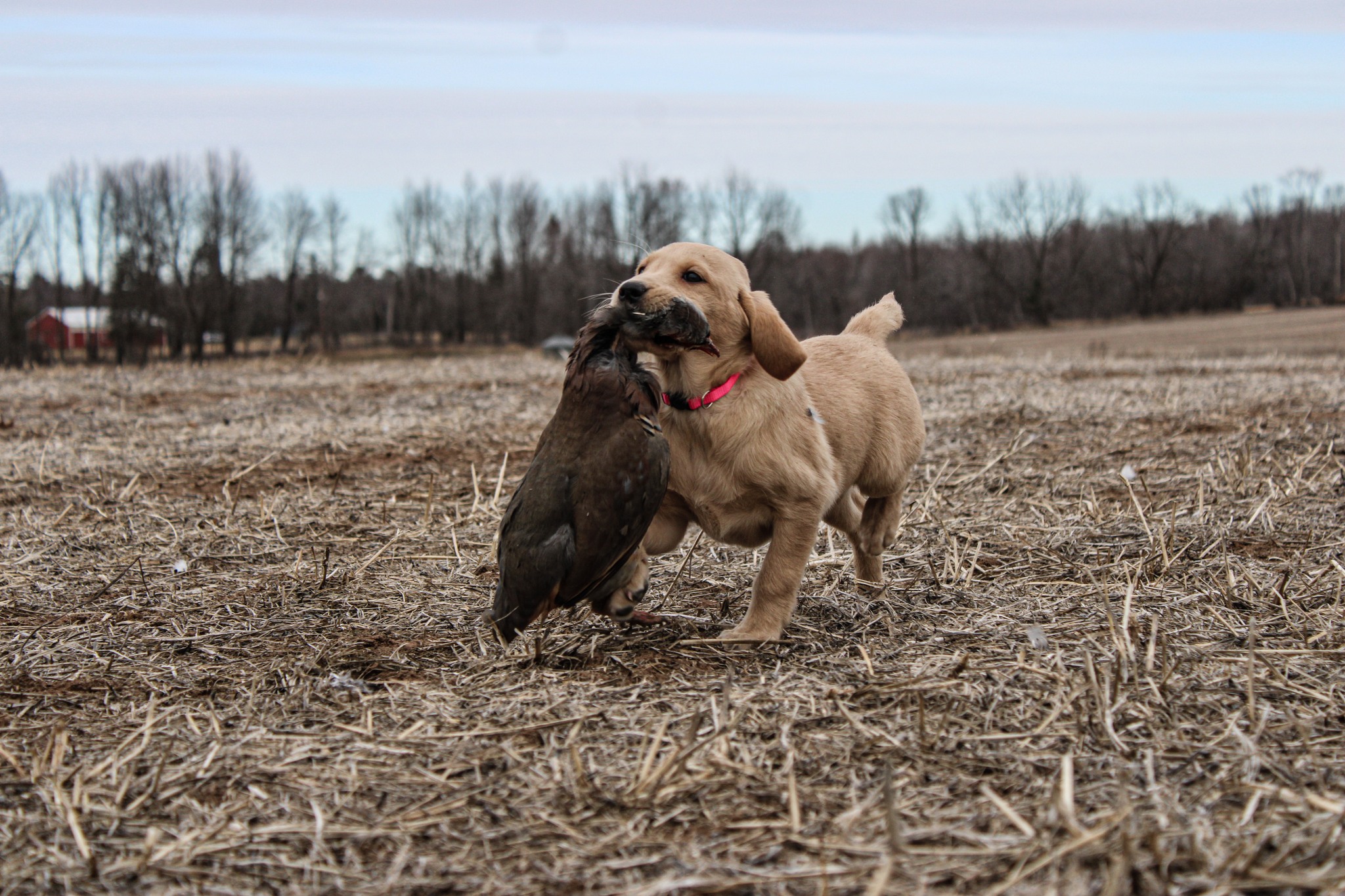 Northwoods Training Kennel LLC 28798 290th Ave, Holcombe Wisconsin 54745