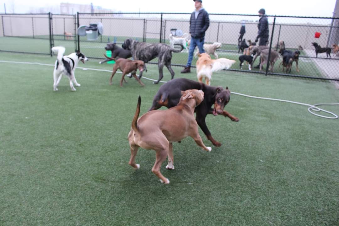 Bark Away Doggie Daycare